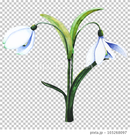 Watercolor snowdrops. Botanical illustration of flowers. Watercolor illustration of a bouquet on a white background. Bud, flower, inflorescence, leaf. For print, design and decor Watercolor snowdrops. Botanical illustration of flowers. Watercolor illustration of a bouquet on a white background. Bud, flower, inflorescence, leaf. For print, design and decor 103268097
