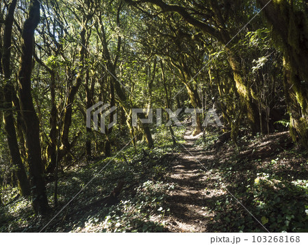 Narrow footpath through laurisilva forest with twisted branches of mossy laurel and Erica arborea trees in sunlight. Garajonay National Park, El Bailadero, La Gomera. Canary Islands. Spain. 103268168