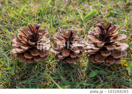 松ぼっくり 103268265