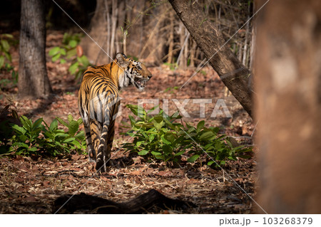 Bengal tiger stands in forest turning head 103268379