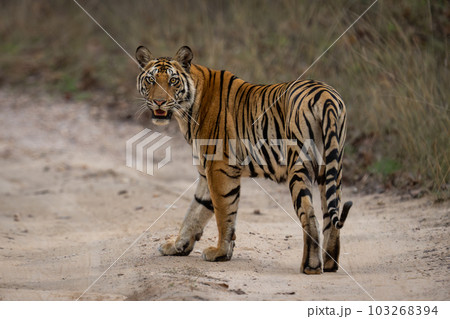 Bengal tiger crosses sandy track looking round 103268394