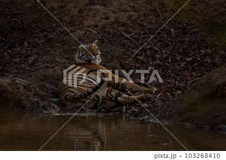 Bengal tiger lies by waterhole flicking tail 103268410