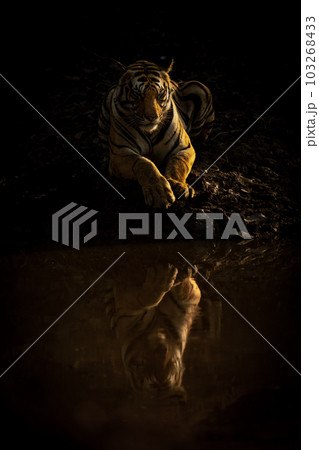 Bengal tiger lies near waterhole casting reflection 103268433