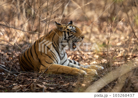 Bengal tiger lies opening mouth to yawn Bengal tiger lies opening mouth to yawn 103268437