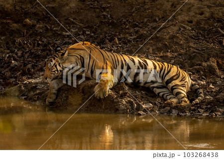 Bengal tiger lies sleeping beside muddy waterhole Bengal tiger lies sleeping beside muddy waterhole 103268438
