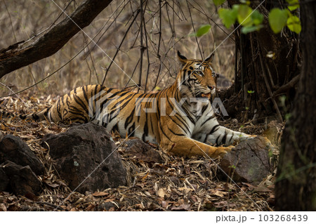 Bengal tiger lies staring ahead among rocks Bengal tiger lies staring ahead among rocks 103268439