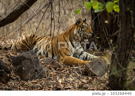 Bengal tiger lies staring ahead under trees 103268440