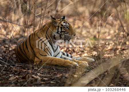 Bengal tiger lying in shade of bushes 103268446