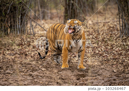 Bengal tiger standing giving a Flehmen response Bengal tiger standing giving a Flehmen response 103268467