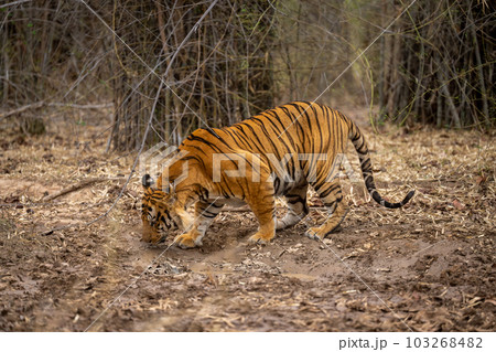Bengal tiger stands in forest sniffing ground 103268482