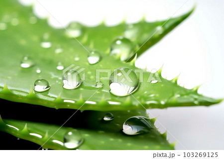 Close-up shot of a fresh aloe vera leaf with droplets of water, against a clean white background. Generative AI Close-up shot of a fresh aloe vera leaf with droplets of water, against a clean white background. Generative AI 103269125