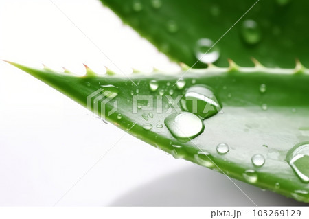 Close-up shot of a fresh aloe vera leaf with droplets of water, against a clean white background. Generative AI 103269129