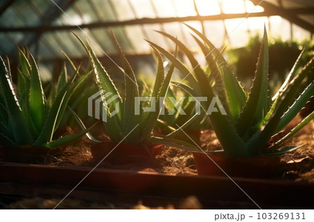 A close-up shot of aloe vera plants growing in a greenhouse, with warm sunlight filtering in through the glass ceiling. Generative AI 103269131