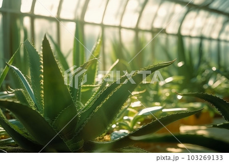 A close-up shot of aloe vera plants growing in a greenhouse, with warm sunlight filtering in through the glass ceiling. Generative AI A close-up shot of aloe vera plants growing in a greenhouse, with warm sunlight filtering in through the glass ceiling. Generative AI 103269133