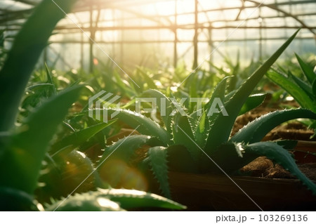 A close-up shot of aloe vera plants growing in a greenhouse, with warm sunlight filtering in through the glass ceiling. Generative AI 103269136