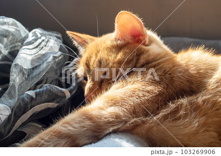 Cute ginger cat sleeping on a blanket in sunlight Cute ginger cat sleeping on a blanket in sunlight 103269906