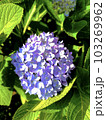 紫陽花 103269962