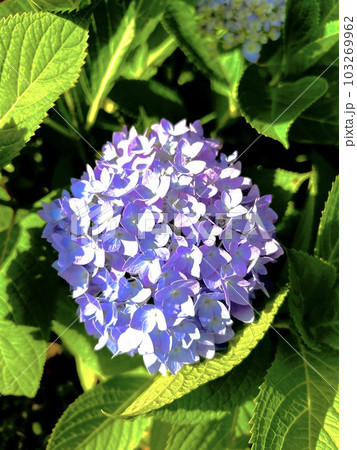 紫陽花 103269962