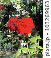 薔薇 103269963