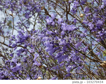 ジャカランダ、満開です 103270434