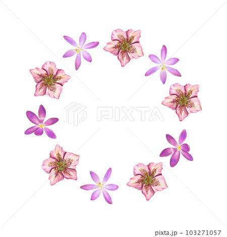 Watercolor wreath of hellebores, crocuses isolated on white background. Botanical illustration for postcard design, invitation template, Valentines day, birthday, wedding, mother day cards 103271057