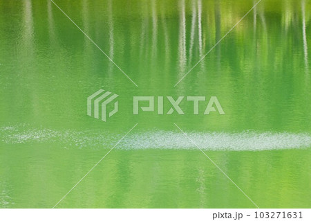 木々映る水面　蓼科高原にて 103271631