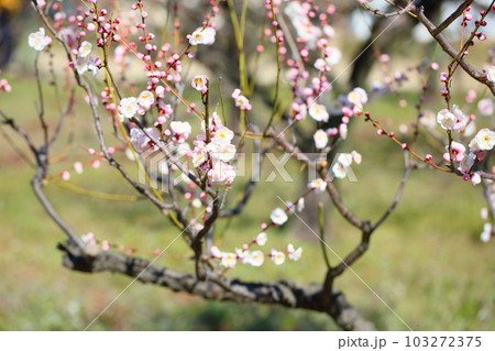 ライトピンクの梅の花 朱鷺の舞 ライトピンクの梅の花 朱鷺の舞 103272375
