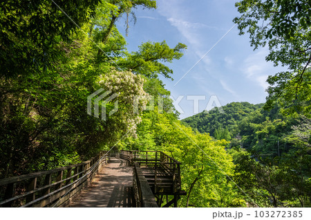 新緑の府民の森ほしだ園地　かわぞいの路　森林鉄道風歩道橋　大阪府交野市 103272385