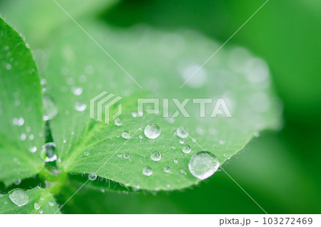 Macro photo of a green leaf with dew drops. Clover grass after rain. 103272469