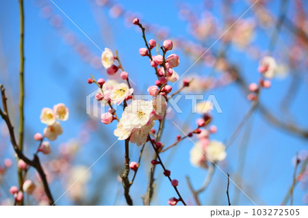 ライトピンクの梅の花 朱鷺の舞 ライトピンクの梅の花 朱鷺の舞 103272505