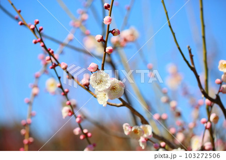 ライトピンクの梅の花　朱鷺の舞 103272506