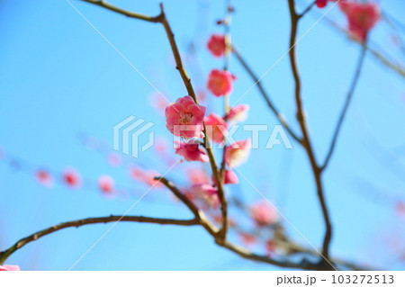 紅梅の花　八重唐梅 103272513