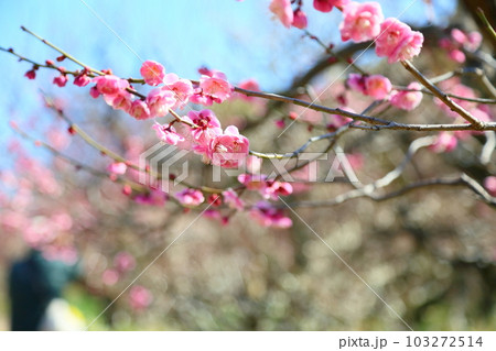 紅梅の花　八重唐梅 103272514