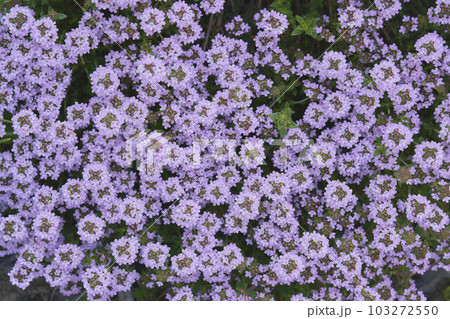 タイムの花（ハーブ） 103272550