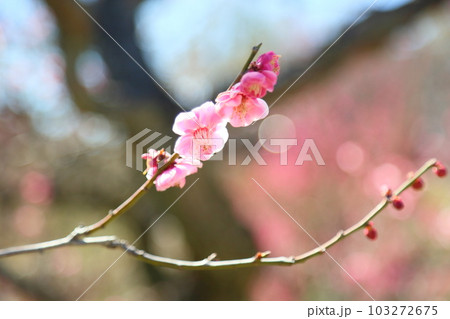 紅梅の花　八重唐梅 103272675