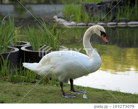 池の畔に佇む白鳥　福岡県久留米市野中町 103273076