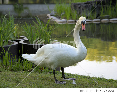 池の畔に佇む白鳥　福岡県久留米市野中町 103273078