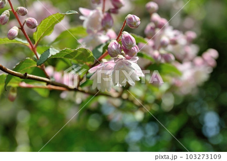 サラサウツギの花 サラサウツギの花 103273109