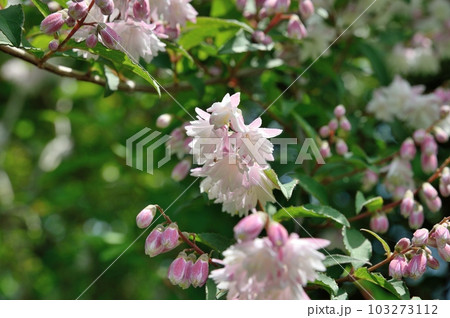 サラサウツギの花 サラサウツギの花 103273112