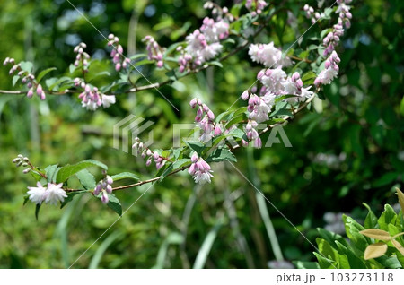 サラサウツギの花 103273118