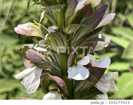 Flowering Bear's breeches (lat. - Acanthus mollis) 103273413