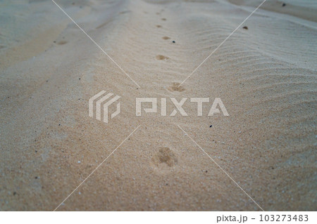 白砂漠のフェネックの足跡 白砂漠のフェネックの足跡 103273483
