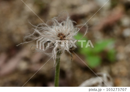 有毒植物キンポウゲ科オキナグサの綿毛 有毒植物キンポウゲ科オキナグサの綿毛 103273707