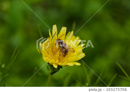 タンポポの花で吸蜜するミツバチ科ダイミョウキマダラハナバチ タンポポの花で吸蜜するミツバチ科ダイミョウキマダラハナバチ 103273708