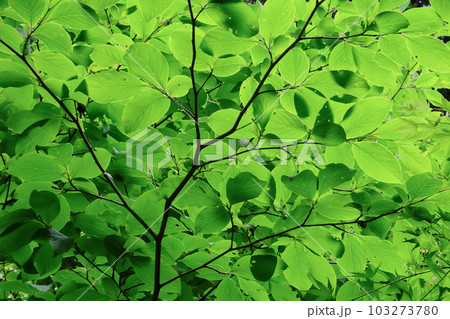 ツバキ科ナツツバキ新緑 ツバキ科ナツツバキ新緑 103273780