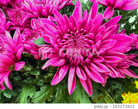 ピンク色した菊の花 ピンク色した菊の花 103273822