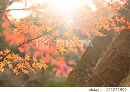 逆光に輝く紅葉 逆光に輝く紅葉 103273900