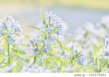 チョウジソウの花 チョウジソウの花 103273901