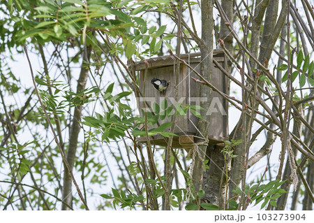 子育てをするシジュウカラ 子育てをするシジュウカラ 103273904