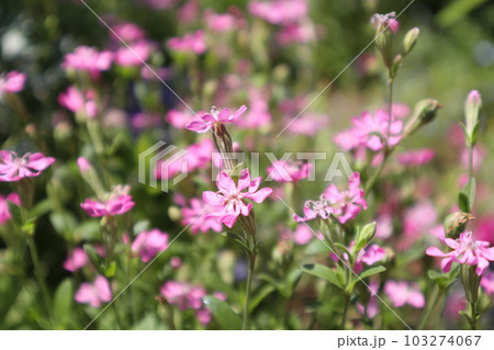 花壇のピンク色のシレネユニフローラの花 103274067